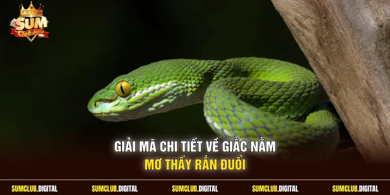 Giải mã chi tiết về giấc nằm mơ thấy rắn đuổi
